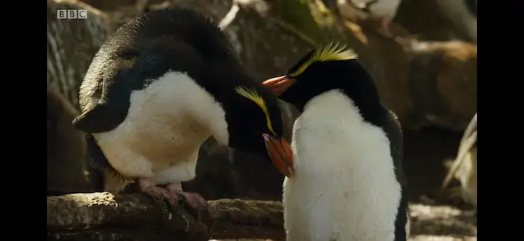 Snares penguin (Eudyptes robustus) as shown in Planet Earth II - Islands